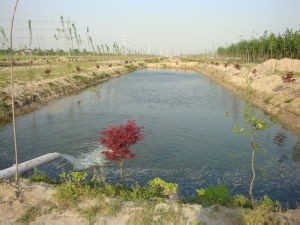 龙虾怎么养 怎样办好一个龙虾养殖场