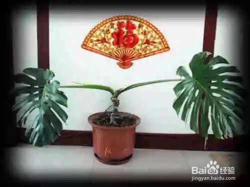 史上最吸毒的植物