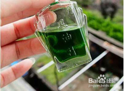 核桃树上虫子蛰了怎么办