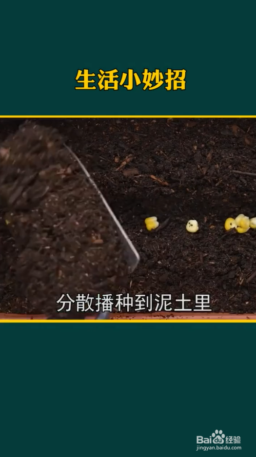 生活小妙招之种植小妙招