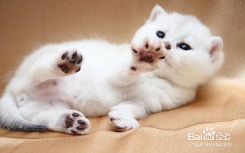 小猫打完疫苗拉稀严重怎么办