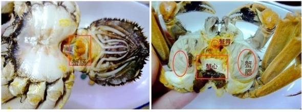 吃螃蟹的要注意什么,要去除什么?