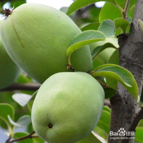 皱皮木瓜的培育方法和注意事项