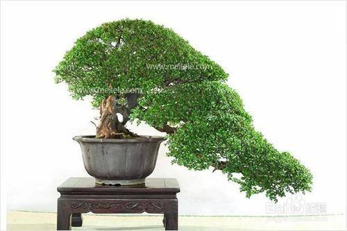雀梅盆景怎么养（雀梅盆景的养护技巧）[图]