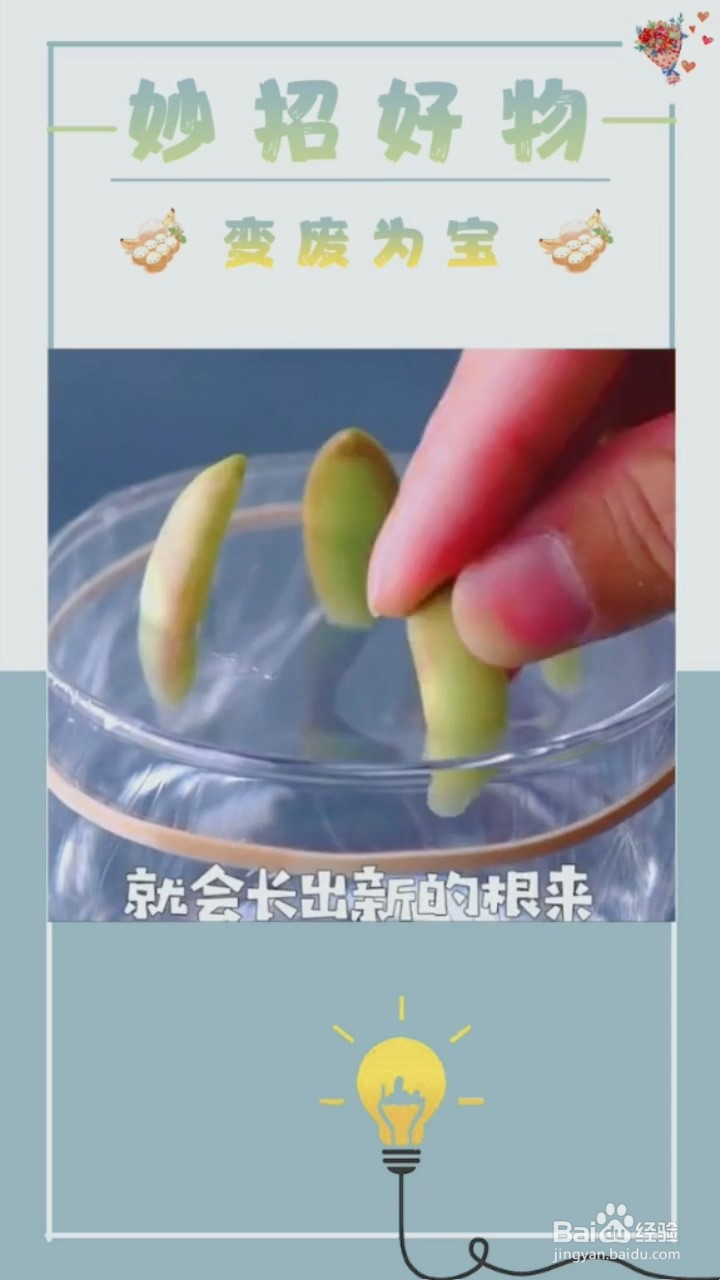 植物种植小妙招