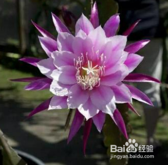 昙花养殖方法
