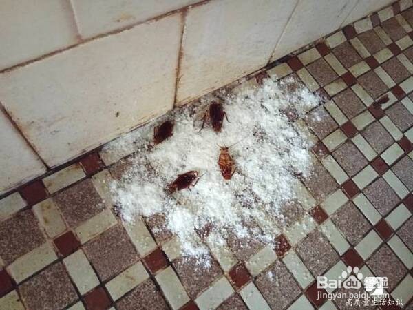 如何有效彻底灭绝家中的蟑螂