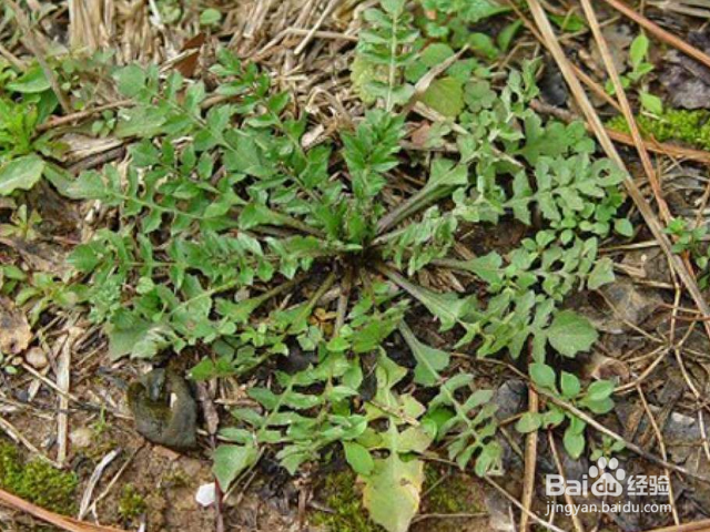 独行菜和荠菜有什么不同吗