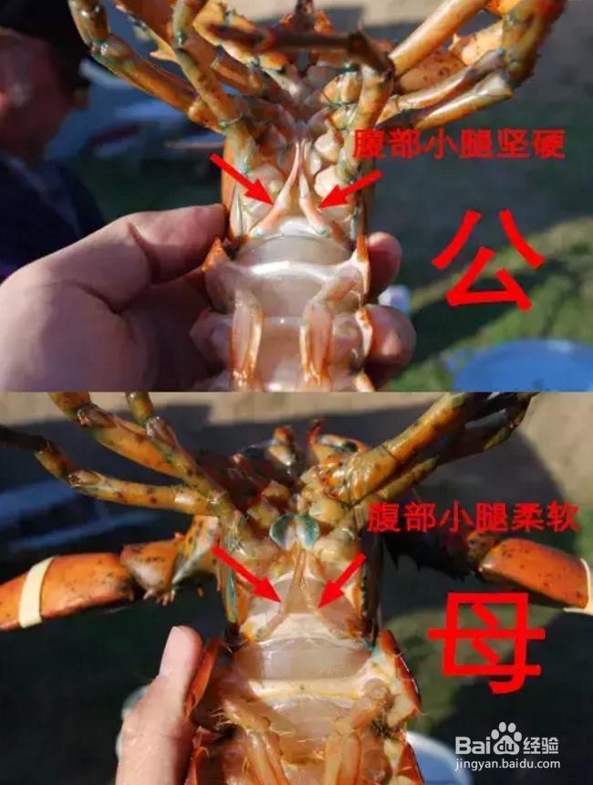 小龙虾该怎么选？