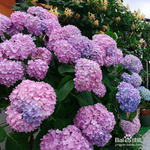 防止绣球花根腐病的方法有哪些?