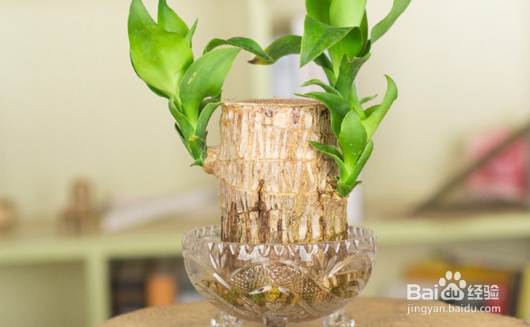 水培巴西木的养殖方法和注意事项