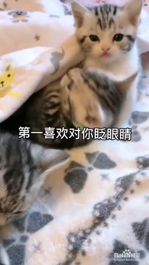 猫咪对主人特别宠爱的行为表现