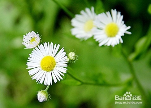 分享一些孕妇感冒食疗