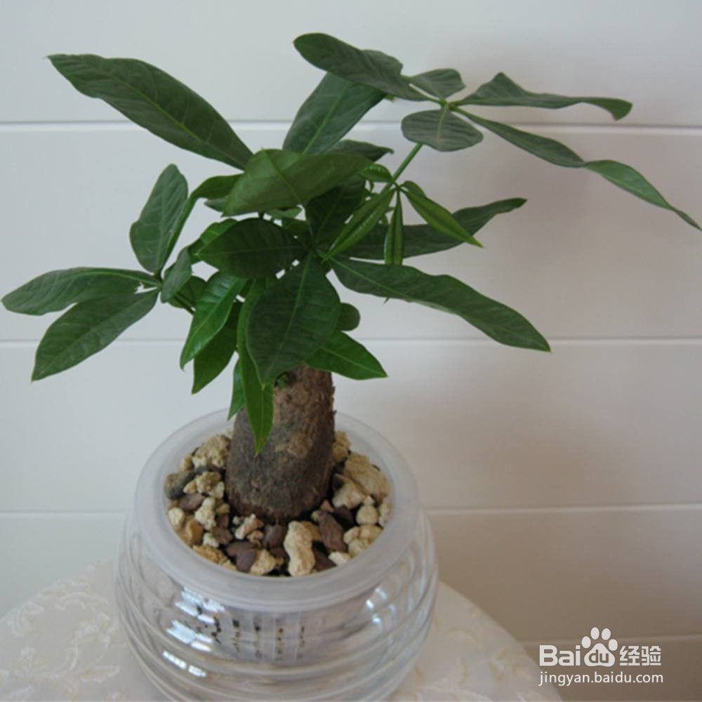 如何巧妙的利用啤酒