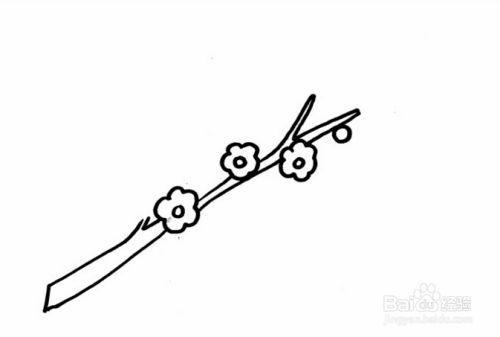 腊梅怎么画好看