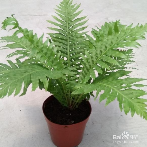 富贵蕨该如何养殖？
