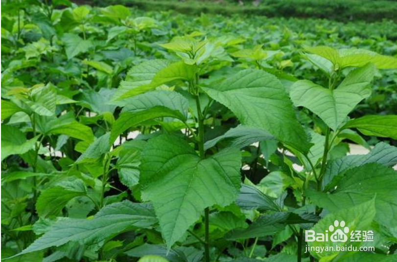 桑树种植时间和方法