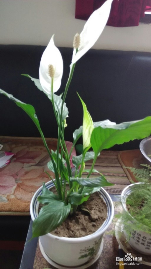 一帆风顺的养殖方法之（土培）