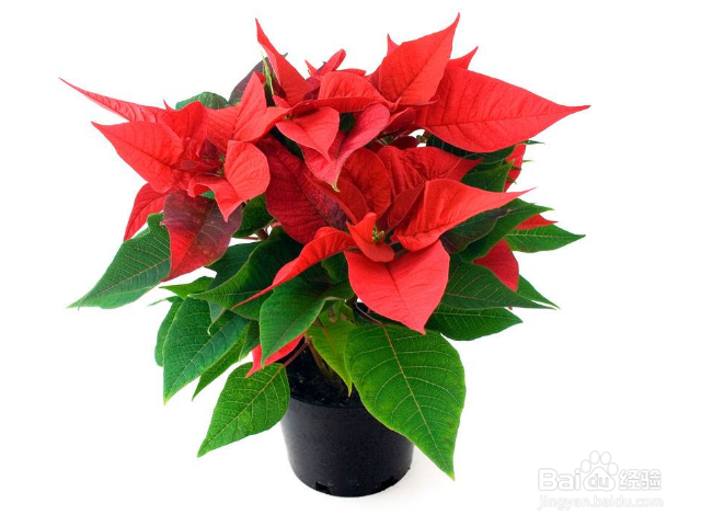 卧室可以养殖一品红吗？