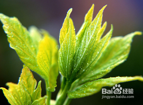 眼部皮肤怎么保养