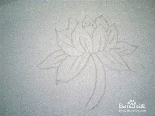 简笔画荷花的画法：