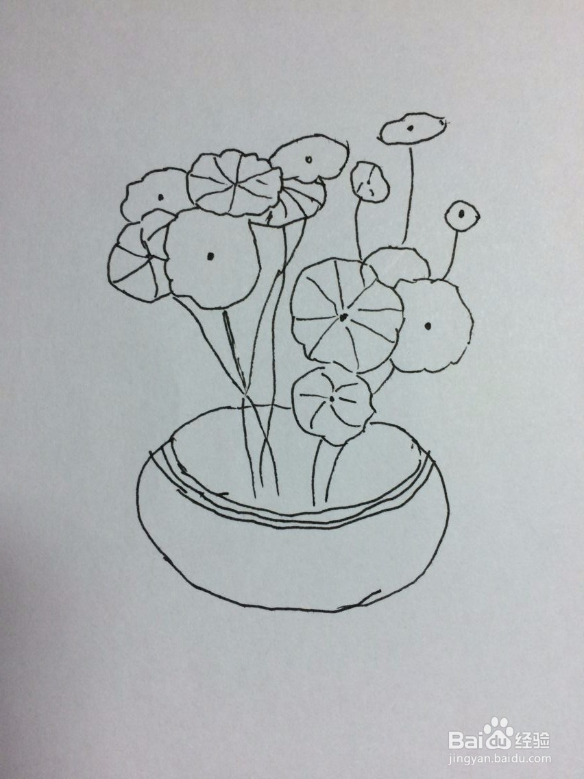铜钱草怎么画