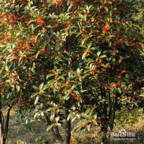 红果冬青怎么养殖？