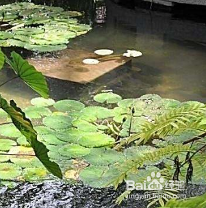 鱼池怎么样把鱼便吸出来?