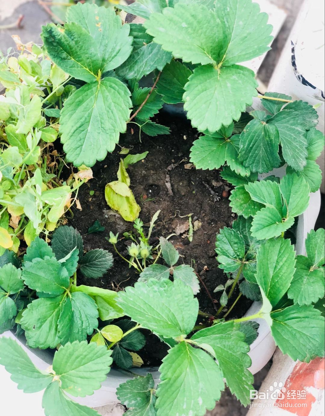 如何正确给草莓浇水