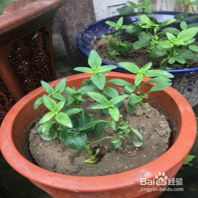 金鱼草秋季怎样栽培 百度经验