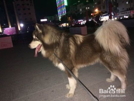 遛狗不仅仅是“遛狗”，而是要让我们的宠狗感到快乐！