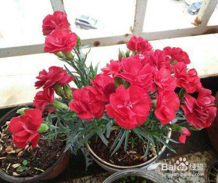 买回来的康乃馨,这样一处理,花期延长一个星期!