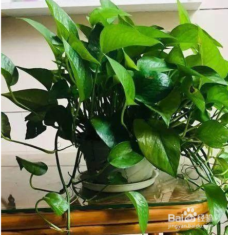 冬天养绿萝的小妙招