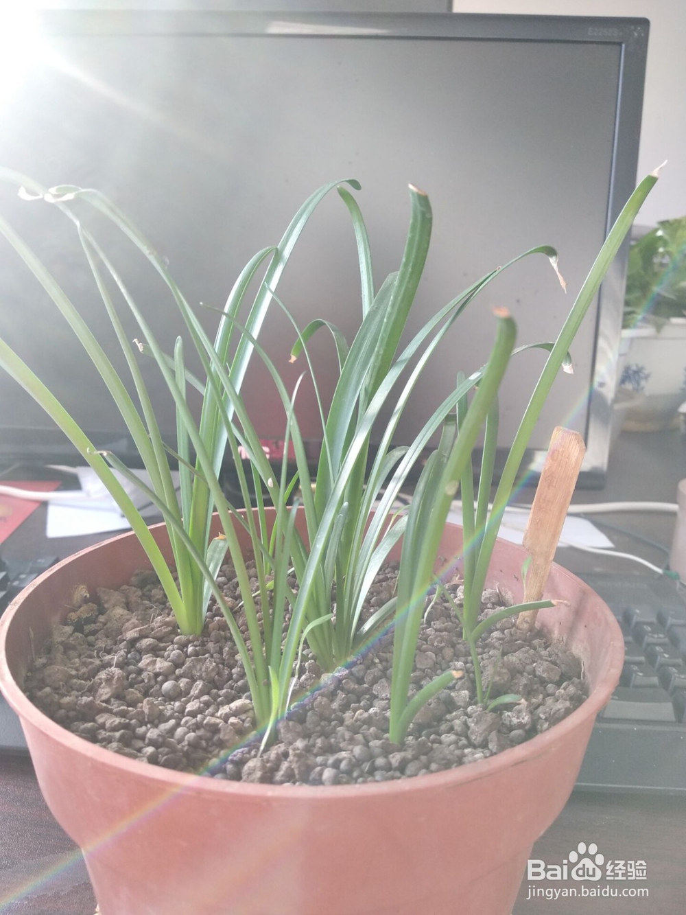 如何让胖丽丽小球快速生长