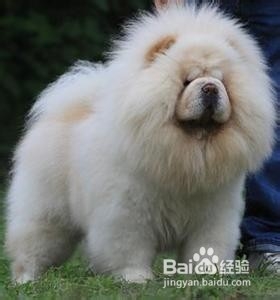 松狮啃木头怎么回事?怎么喂养松狮?