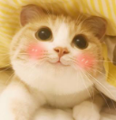 猫嘴上长猫藓怎么办