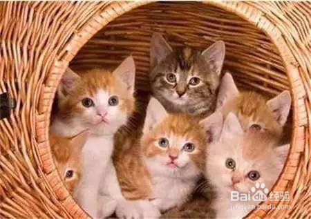 小奶猫闻了闻柠檬味的芬达后的表情亮了