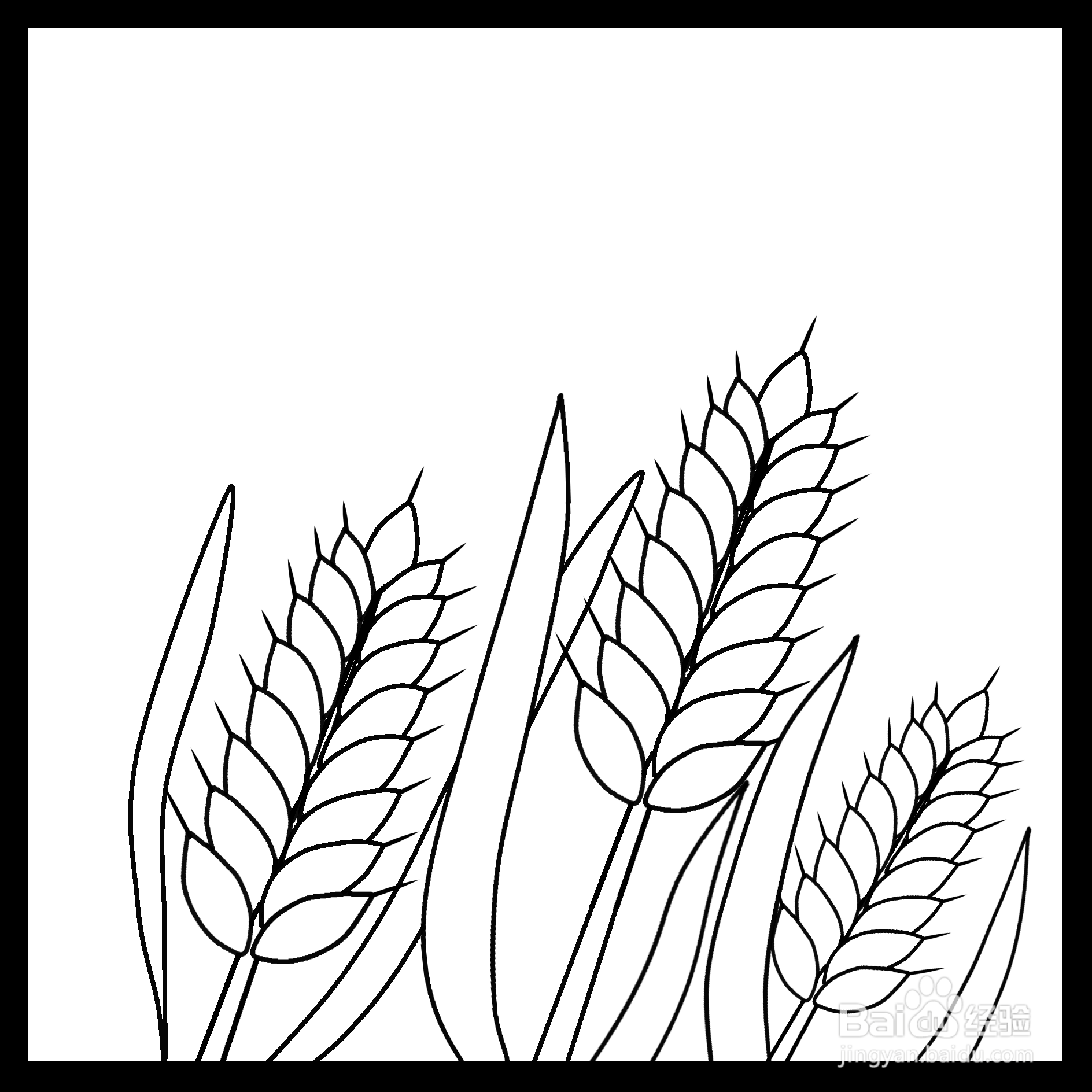 小麦成熟的图片简笔画图片