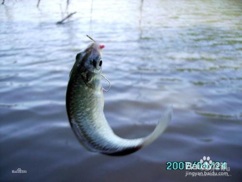 冬季怎样钓鲫鱼