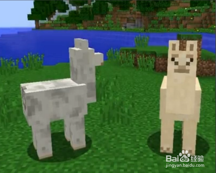 我的世界羊驼怎么骑?