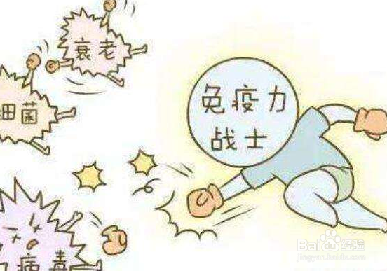 天草丹参茶的功效与服用方法有哪些