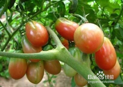 生活中常吃的八种蔬菜有毒，知道是哪些?