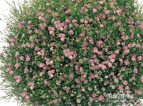 怎样种植养护满天星