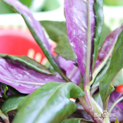 紫背菜的养殖方法和注意事项