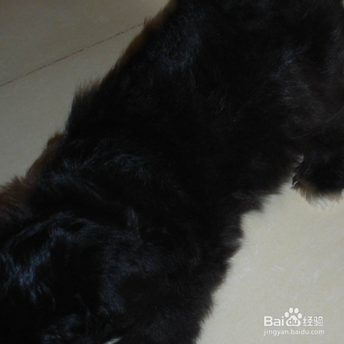 养贵宾犬要注意哪些事项