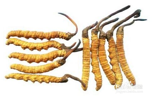 冬虫夏草回收价格高低的区别