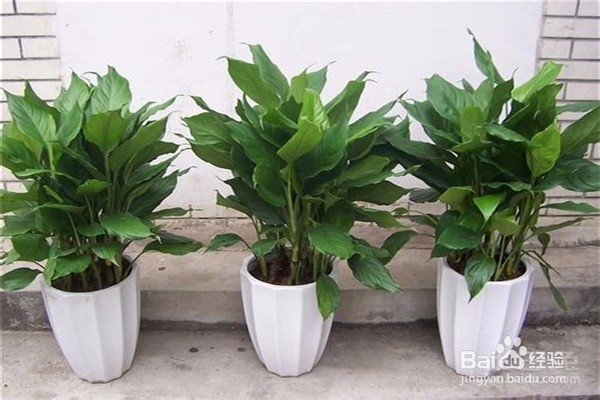 万年青的养殖方法和注意事项有什么?