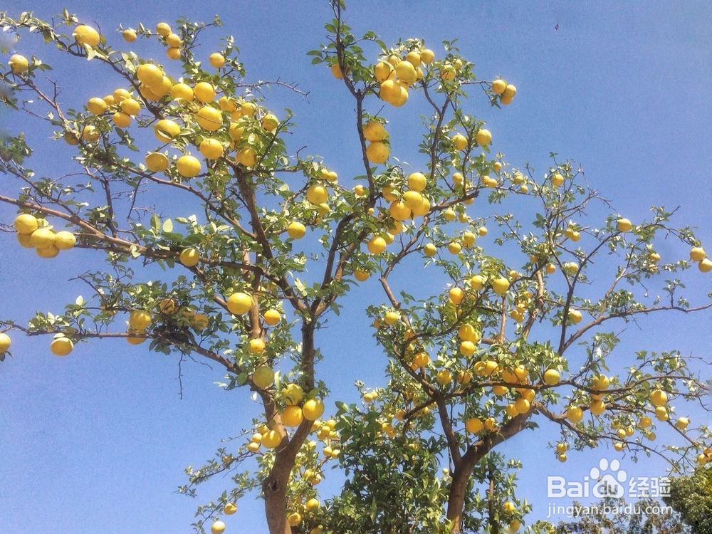 怎么拍摄秋季硕果累累的照片作品