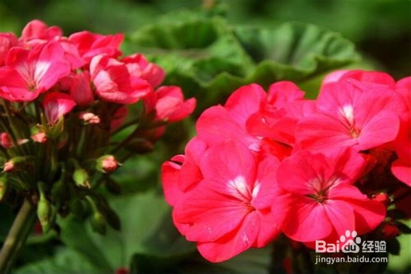 天竺葵的养殖方法和注意事项