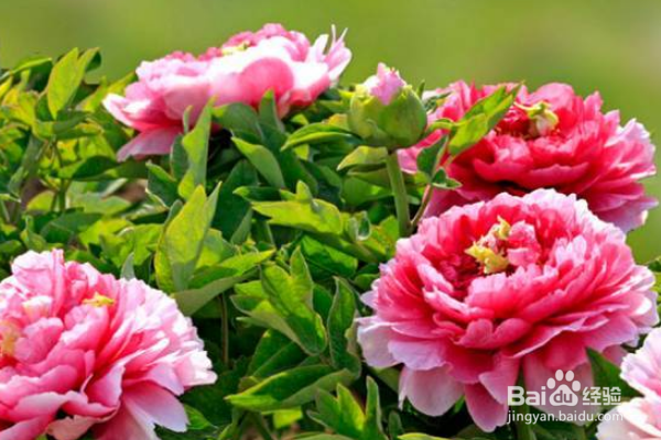 牡丹花怎么栽培